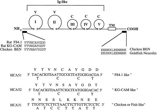 Fig. 6. cDNA cloning strategy. The upper panel schematically illustrates the lg domain structure of chicken BEN and goldfish neurolin. The five extracellular V-type and C-type lg domains and transmembrane domain (TM) are shown. The amino-terminal sequences of rat F84.1 and KG-CAM (experimentally determined) and the deduced N-terminal sequence of chicken BEN are shown. The region of cytoplasmic sequence identity between chicken BEN and goldfish neurolin is shown at right. These amino acid sequences were used variously to derive the degenerate oligonucleotide primers HCA51, HCA52, and HCA31 shown below.