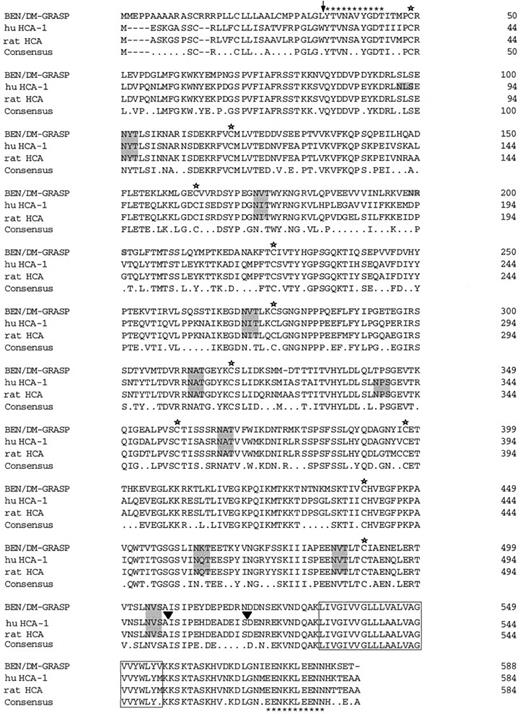 Fig. 7. Deduced amino acid sequences of human HCA-1 and rat HCA aligned with chicken BEN/SC1/DM-GRASP. The single letter amino acid code is used. HCA-2 differed from HCA-1 by a deletion of 13 amino acids between positions 503-516 (▾). Stars denote conserved cysteine residues and conserved potential N-linked glycosylation sites are shaded. The predicted transmembrane domain is boxed. The positions of the oligonucleotides used for the cDNA cloning are shown (asterisks).