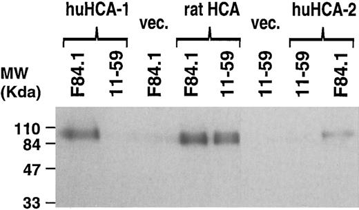 Fig. 9. Immunoprecipitation of recombinant huHCA-1, huHCA-2, and raHCA transfected COS-7 cells with F84.1 and 11-59. COS-7 cells were transiently transfected with expression vectors encoding each HCA cDNA or with empty vector and immunoprecipitation and gel electrophoresis was performed as described in the Materials and Methods. A 3-day exposure of the dried gel is shown. The positions of molecular weight markers are shown at left.