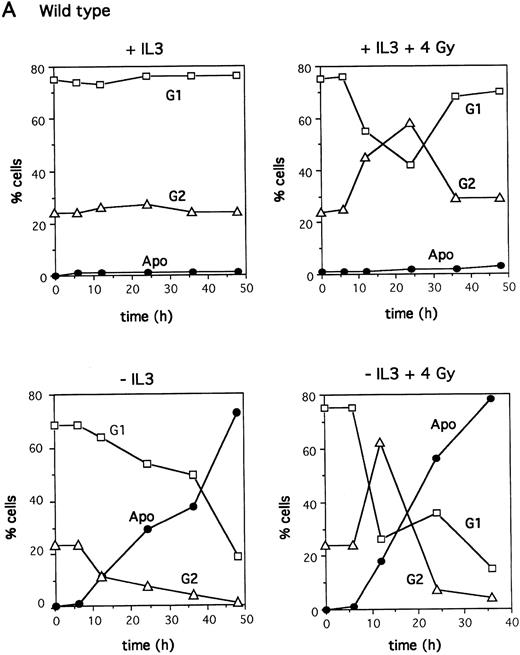Fig. 3. Cell cycle kinetics after irradiation. IL-3–dependent bone marrow cells from wild-type (A) or p53-null (B) mice were plated at 2 × 105 cell/mL in a 24-well plate in the presence or absence of IL-3 after X-irradiation with 4 Gy as indicated. Cell cycle analysis was performed by labeling the cells with PI and analyzing DNA content using Lysis II software (Becton Dickinson, San Jose, CA) on the FACScan.
