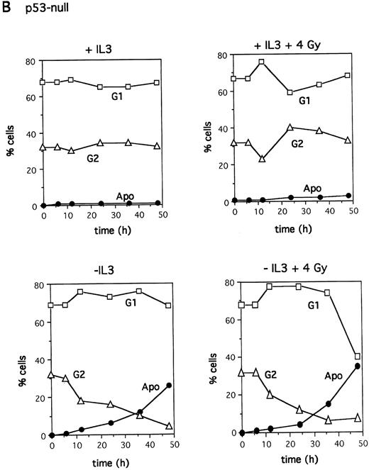 Fig. 3. Cell cycle kinetics after irradiation. IL-3–dependent bone marrow cells from wild-type (A) or p53-null (B) mice were plated at 2 × 105 cell/mL in a 24-well plate in the presence or absence of IL-3 after X-irradiation with 4 Gy as indicated. Cell cycle analysis was performed by labeling the cells with PI and analyzing DNA content using Lysis II software (Becton Dickinson, San Jose, CA) on the FACScan.