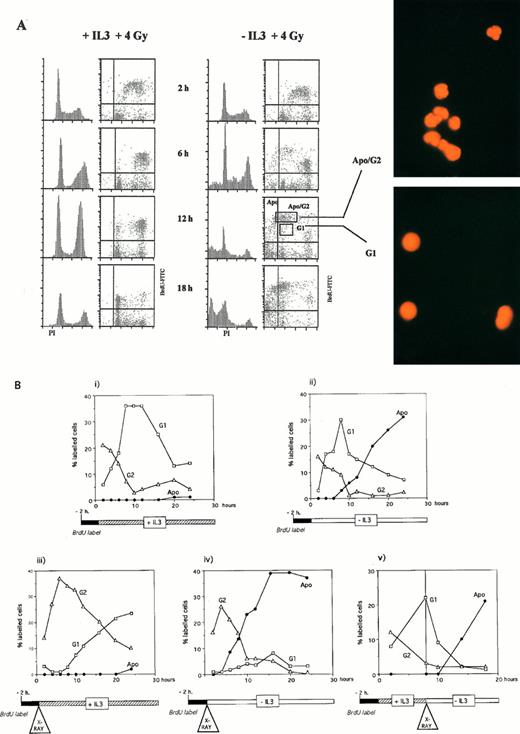 Fig. 4. Entry into apoptosis irrespective of cell cycle position. (A) Cell cycle of BAF3 cells prelabeled for 2 hours with BrdU, irradiated with 4 Gy, and incubated in the absence or presence of IL-3. After the times shown, cells were fixed and labeled with PI and anti-BrdU as described in the Materials and Methods. Squares marked G1 and Apo/G2 represent the gates set to sort populations that were then photographed using fluorescent microscopy. (B) BAF3 cell cycle analysis after the treatments indicated below each panel.