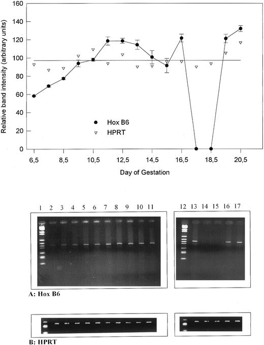 Fig. 2. The relative gene expression of HOX B6 compared with HPRT during murine development. (Upper panel) Graphical representation showing the relative band intensity (in arbitrary units) against day of development. The single line shows the mean of all HPRT values. (Lower panel) Ethidium bromide gels for HOX B6 and HPRT from which the graph was obtained. Lane 1, markers; lane 2, 6.5 days; lane 3, 7.5 days; lane 4, 8.5 days; lane 5, 9.5 days; lane 6, 10.5 days; lane 7, 11.5 days; lane 8, 12.5 days; lane 9, 13.5 days; lane 10, 14.5 days; lane 11, 15.5 days; lane 12, markers; lane 13, 16.5 days; lane 14, 17.5 days; lane 15, 18.5 days; lane 16, 19.5 days; and lane 17, 0.5-day neonate.