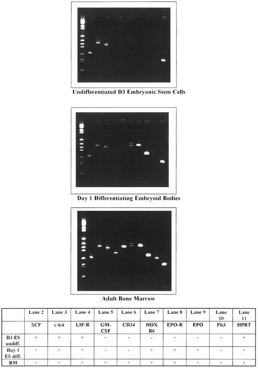 Fig. 6. Gene expression in undifferentiated and day-1 differentiating embryonic, subcloned D3 stem cells, compared with normal adult mouse bone marrow. Molecular weight markers are shown in lane 1.