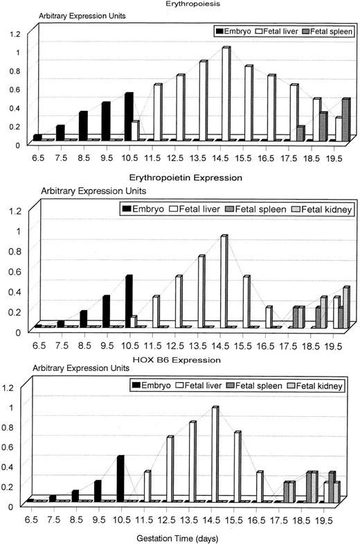 Fig. 7. Graphical summary of expression of erythropoiesis, and HOX B6 and EPO gene expression from 6.5 to 19.5 days of murine gestation showing how expression is coordinated in all three systems. Note that the decrease in erythropoiesis in the fetal liver is proceeded by a more rapid reduction in HOX B6 and EPO expression. During this time, erythropoiesis is transferred to the fetal spleen and HOX B6 and EPO are transferred to the fetal spleen and fetal kidney.