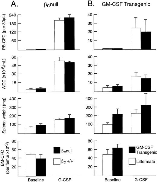 Fig. 1. In vivo responses induced by G-CSF in (A) βc -null mice and littermate controls and (B) GM-CSF transgenic mice and littermate controls. Progenitor cell cultures were stimulated with IL-3 and SCF in (A) and SCM in (B). Mean results at baseline and after G-CSF at 200 μg/kg/d for 5 days; four mice per group in (A) and three mice per group in (B). Error bars represent SD.