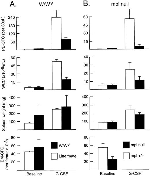 Fig. 2. In vivo responses induced by G-CSF in (A) W/WV mice and littermate controls and (B) Mpl-null mice and littermate controls. Progenitor cell cultures were stimulated with IL-3 alone in (A) and SCM in (B). Mean results at baseline and after G-CSF at 200 μg/kg/d for 5 days; three mice per group in (A) and four mice per group in (B). Error bars represent SD.