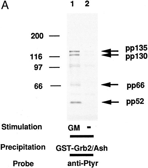 Fig. 1. (A) Proteins associated with Grb2/Ash in vitro and their tyrosine phosphorylation. The lysates from UT-7 cells unstimulated (lane 2) or stimulated with GM-CSF (lane 1) were mixed with the GST fusion protein including the full-length Grb2/Ash noncovalently coupled to glutathione-agarose beads. Beads were resuspended in Laemmli's sample buffer, subjected to SDS-PAGE, and immunoblotted with anti-Py (4G10). Molecular weight markers, indicated at the left, are given in kilodaltons. The arrows indicate the position of pp52, pp66, pp130, and pp135. (B) In vitro association of pp130 and pp135 with the SH3 domain of Grb2/Ash and tyrosine phosphorylation of pp130 and pp135. The lysates from UT-7 cells unstimulated (lanes 1 and 3) or stimulated with GM-CSF (lanes 2 and 4) were mixed with GST fusion protein including the SH2 domain (lanes 1 and 2) or the N-terminal SH3 domain (lanes 3 and 4) of Grb2/Ash noncovalently coupled to glutathione-agarose beads. The resulting precipitates were resuspended in Laemmli's sample buffer, subjected to SDS-PAGE, and immunoblotted with anti-Py (4G10). Molecular weight markers, indicated at the left, are given in kilodaltons. The arrows indicate the position of pp52, pp66, pp130, and pp135.