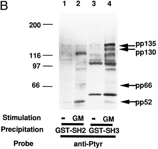 Fig. 1. (A) Proteins associated with Grb2/Ash in vitro and their tyrosine phosphorylation. The lysates from UT-7 cells unstimulated (lane 2) or stimulated with GM-CSF (lane 1) were mixed with the GST fusion protein including the full-length Grb2/Ash noncovalently coupled to glutathione-agarose beads. Beads were resuspended in Laemmli's sample buffer, subjected to SDS-PAGE, and immunoblotted with anti-Py (4G10). Molecular weight markers, indicated at the left, are given in kilodaltons. The arrows indicate the position of pp52, pp66, pp130, and pp135. (B) In vitro association of pp130 and pp135 with the SH3 domain of Grb2/Ash and tyrosine phosphorylation of pp130 and pp135. The lysates from UT-7 cells unstimulated (lanes 1 and 3) or stimulated with GM-CSF (lanes 2 and 4) were mixed with GST fusion protein including the SH2 domain (lanes 1 and 2) or the N-terminal SH3 domain (lanes 3 and 4) of Grb2/Ash noncovalently coupled to glutathione-agarose beads. The resulting precipitates were resuspended in Laemmli's sample buffer, subjected to SDS-PAGE, and immunoblotted with anti-Py (4G10). Molecular weight markers, indicated at the left, are given in kilodaltons. The arrows indicate the position of pp52, pp66, pp130, and pp135.