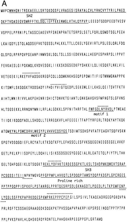 Fig. 2. (A) Amino acid sequence and known motifs of pp135. The underlined amino acids are the SH2 domain, SH3 domain, 5-phosphatase conserved motifs, and proline-rich domain. The hatched-underlined amino acids are the two binding sites for PTB domain. The hatched-overlined amino acids are the six peptides obtained from the amino acid sequence of purified pp135. (B) Diagrammatic representation of the various domains within pp135.