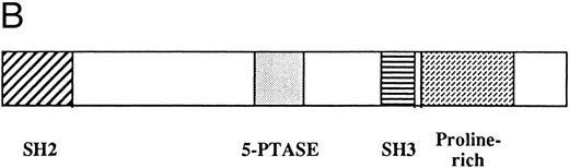 Fig. 2. (A) Amino acid sequence and known motifs of pp135. The underlined amino acids are the SH2 domain, SH3 domain, 5-phosphatase conserved motifs, and proline-rich domain. The hatched-underlined amino acids are the two binding sites for PTB domain. The hatched-overlined amino acids are the six peptides obtained from the amino acid sequence of purified pp135. (B) Diagrammatic representation of the various domains within pp135.
