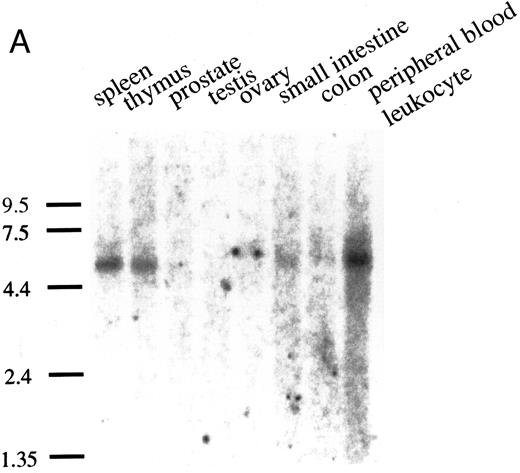 Fig. 3. The expression of the pp135 mRNA in human tissues and leukemic cell lines. Poly (A)+ RNAs from various human tissues (A) or leukemic cell lines (B) were blot-hybridized with the PCR fragment probe used for cloning cDNA. The migration position of RNA size makers (in kilobases) is indicated on the left.