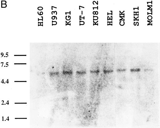 Fig. 3. The expression of the pp135 mRNA in human tissues and leukemic cell lines. Poly (A)+ RNAs from various human tissues (A) or leukemic cell lines (B) were blot-hybridized with the PCR fragment probe used for cloning cDNA. The migration position of RNA size makers (in kilobases) is indicated on the left.