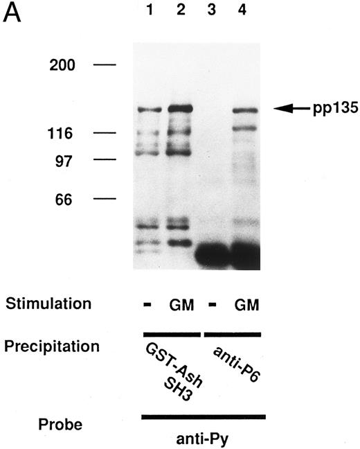 Fig. 4. The pp135 constitutively binds to the SH3 domain of Grb2/Ash and inducibly becomes tyrosine-phosphorylated with the stimulation of GM-CSF. The lysates from UT-7 cells stimulated with GM-CSF (lanes 2 and 4) or unstimulated (lanes 1 and 3) were mixed with GST-Grb2/Ash SH3 (lanes 1 and 2) or with anti-P6 (lanes 3 and 4). The resulting precipitates were subjected to SDS-PAGE and immunoblotted with anti-Py (A) and reprobed with anti-P6 (B). The arrow indicates the position of pp135. Molecular weight markers, indicated at the left, are given in kilodaltons. (C) In vivo association of pp135 with Grb2/Ash. The lysates from UT-7 cells stimulated with GM-CSF (lane 2) or unstimulated (lane 1) were mixed with anti-P6. The resulting precipitates were subjected to SDS-PAGE and immunoblotted with anti-Grb2/Ash. The total UT-7 cell lysate (TCL, lane 3) is also applied for reference. Molecular weight markers, indicated at the left, are given in kilodaltons. The arrow indicates the position of Grb2/Ash.