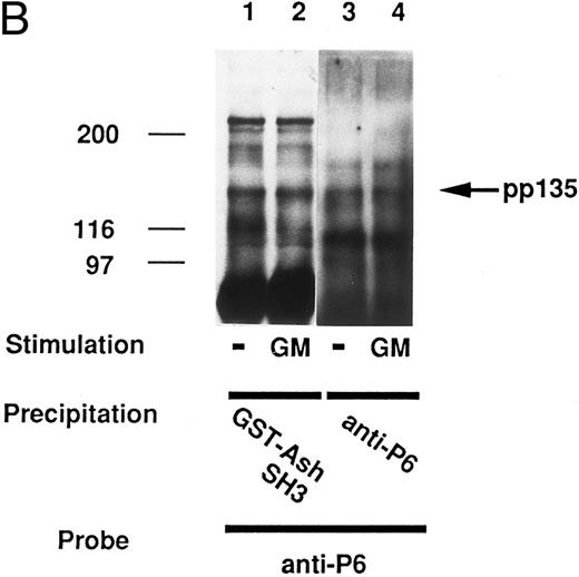 Fig. 4. The pp135 constitutively binds to the SH3 domain of Grb2/Ash and inducibly becomes tyrosine-phosphorylated with the stimulation of GM-CSF. The lysates from UT-7 cells stimulated with GM-CSF (lanes 2 and 4) or unstimulated (lanes 1 and 3) were mixed with GST-Grb2/Ash SH3 (lanes 1 and 2) or with anti-P6 (lanes 3 and 4). The resulting precipitates were subjected to SDS-PAGE and immunoblotted with anti-Py (A) and reprobed with anti-P6 (B). The arrow indicates the position of pp135. Molecular weight markers, indicated at the left, are given in kilodaltons. (C) In vivo association of pp135 with Grb2/Ash. The lysates from UT-7 cells stimulated with GM-CSF (lane 2) or unstimulated (lane 1) were mixed with anti-P6. The resulting precipitates were subjected to SDS-PAGE and immunoblotted with anti-Grb2/Ash. The total UT-7 cell lysate (TCL, lane 3) is also applied for reference. Molecular weight markers, indicated at the left, are given in kilodaltons. The arrow indicates the position of Grb2/Ash.