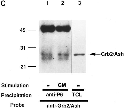Fig. 4. The pp135 constitutively binds to the SH3 domain of Grb2/Ash and inducibly becomes tyrosine-phosphorylated with the stimulation of GM-CSF. The lysates from UT-7 cells stimulated with GM-CSF (lanes 2 and 4) or unstimulated (lanes 1 and 3) were mixed with GST-Grb2/Ash SH3 (lanes 1 and 2) or with anti-P6 (lanes 3 and 4). The resulting precipitates were subjected to SDS-PAGE and immunoblotted with anti-Py (A) and reprobed with anti-P6 (B). The arrow indicates the position of pp135. Molecular weight markers, indicated at the left, are given in kilodaltons. (C) In vivo association of pp135 with Grb2/Ash. The lysates from UT-7 cells stimulated with GM-CSF (lane 2) or unstimulated (lane 1) were mixed with anti-P6. The resulting precipitates were subjected to SDS-PAGE and immunoblotted with anti-Grb2/Ash. The total UT-7 cell lysate (TCL, lane 3) is also applied for reference. Molecular weight markers, indicated at the left, are given in kilodaltons. The arrow indicates the position of Grb2/Ash.