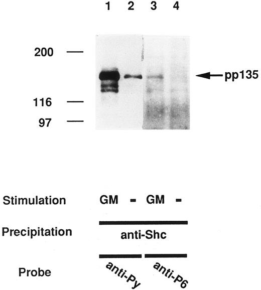 Fig. 5. GM-CSF induces the association of pp135 with Shc. The lysates from UT-7 cells stimulated with GM-CSF (lanes 1 and 3) or unstimulated (lanes 2 and 4) were mixed with anti-Shc. The resulting precipitates were subjected to SDS-PAGE and immunoblotted with anti-Py (lanes 1 and 2) and reprobed with anti-P6 (lanes 3 and 4). Molecular weight markers, indicated at the left, are given in kilodaltons. The arrow indicates the position of pp135.