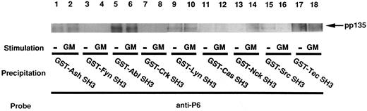 Fig. 6. pp135 associates with the SH3 domains of different proteins. The lysates from UT-7 cells stimulated with GM-CSF (lanes 2, 4, 6, 8, 10, 12, 14, 16, and 18) or unstimulated (lanes 1, 3, 5, 7, 9, 11, 13, 15, and 17) were mixed with each GST-SH3 fusion protein noncovalently coupled to glutathione-agarose beads. The resulting precipitates were subjected to SDS-PAGE and immunoblotted with anti-P6. The arrow indicates the position of pp135.