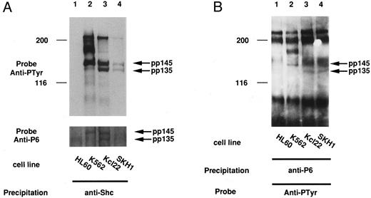 Fig. 7. pp135 was constitutively tyrosine-phosphorylated and associated with Shc and Bcr-Abl in CML cell lines. The lysates from three human CML (K562, Kcl22, and SKH1) and human AML (HL-60) cell lines were mixed with anti-Shc (A) or anti-P6 antibody (B). The resulting precipitates were subjected to SDS-PAGE and immunoblotted with anti-Py (top panels) and reprobed with anti-P6 (bottom panel of A). The lysates from these CML cell lines were also mixed with anti-Abl antibody (C). The precipitates were subjected to SDS-PAGE and immunoblotted with anti-Py (top panel) and reprobed with anti-P6 (bottom panel). The arrow indicates the position of pp135 and pp145. Molecular weight markers, indicated at the left, are given in kilodaltons.