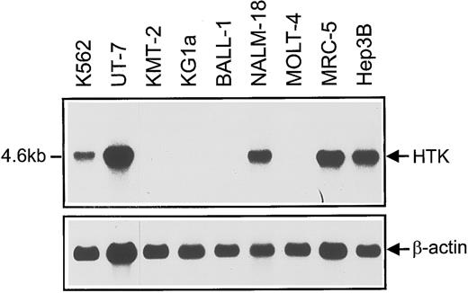 Fig. 1. Northern blots of HTK expression in hematopoietic and nonhematopoietic control cell lines (MRC-5 and Hep3B). Poly(A)+ RNA (2 μg) was loaded on each lane. The Sma I-Sma I fragment of HTK cDNA (746 bp) was used as a probe. Loading was normalized using a β-actin probe.