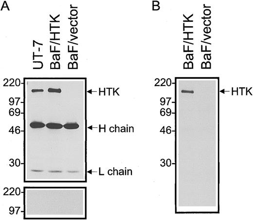 Fig. 3. Detection of HTK protein in cell lines by Western blotting. (A) Proteins were immunoprecipitated from lysates of UT-7, BaF3/HTK, and BaF3/vector cells with anti-HTK MoAb, 38-1E. The immunoprecipitates were separated by SDS-PAGE (10% polyacrylamide) under reducing conditions, transferred, and probed with anti-HTK PoAb (upper column). The membrane was reprobed with anti-HTK PoAb that had been incubated with a 50-fold excess molar of HTKex-Fc (lower column). (B) Proteins in the cell lysates of surface-biotinylated cell lines were immunoprecipitated with 38-1E. Immune complexes were separated by SDS-PAGE (10% polyacrylamide) under reducing conditions, transferred, and probed with HRP-conjugated streptavidin. The positions of the molecular mass markers (in kilodaltons) are indicated on the left.