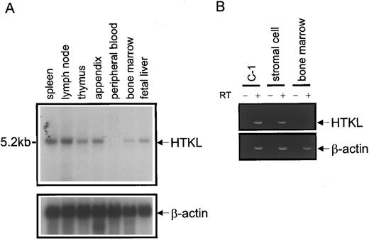 Fig. 8. Expression of HTKL in lymphohematopoietic tissues. (A) Northern blots of HTKL expression in lymphohematopoietic tissues. The EcoRI-EcoRI fragment of HTKL cDNA (200 bp) was used as a probe. Loading was normalized using a β-actin probe. (B) RT-PCR analysis of HTKL mRNA. RT-PCR was performed on C-1 (positive control), bone marrow stromal, and bone marrow mononuclear cells with or without reverse transcriptase (RT + or RT −, respectively). Human β-actin was used as a reference gene. The PCR products were resolved by electrophoresis on a 2% agarose gel and stained with ethidium bromide.