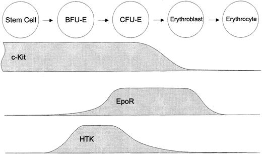 Fig. 9. Schematic representation of hematopoietic factor receptors involved in the regulation of human erythropoiesis. HTK is a novel hematopoietic factor receptor expressed at the restricted stage of erythroid differentiation around BFU-E.
