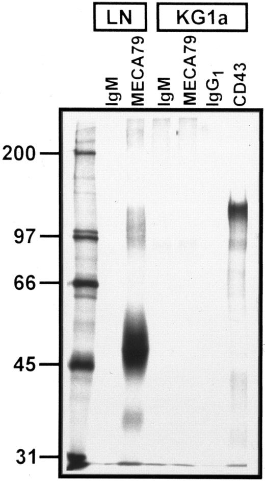 Fig. 2. Autoradiograph of SDS-PAGE analysis of immunoprecipitated 35S-SO4 metabolically radiolabeled MECA 79 and CD43 proteins from lymph node and KG1a lysates. Immunoprecipitation with MECA 79, anti-CD43, and isotype control MoAbs are as noted above each lane. Numbers at left are MW markers (in kilodaltons). All immunoprecipitates were normalized for equivalent TCA-precipitable counts. A faint band at ∼90 kD is visualized in both IgM control and MECA 79 immunoprecipitates of KG1a lysates. Note the absence of MECA 79-specific protein in KG1a lysates, but prominent CD43 protein signal.