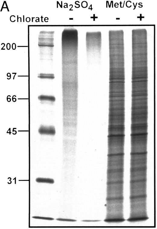 Fig. 5. (A) Autoradiograph of SDS-PAGE analysis of total 35S-SO4–radiolabeled and 35S-methionine/cysteine-radiolabeled protein in the presence (+) or absence (−) of chlorate. Lanes contain equivalent amounts of lysate material obtained from cells cultured at identical density in the presence of respective radiolabels with or without chlorate for the terminal 8 hours of the 24 hours of culture (see text for details). Marked inhibition of sulfation is shown among all sulfated proteins in the presence of chlorate, without significant effects on protein synthesis as shown by equivalent profiles of 35S-methionine/cysteine-radiolabeled proteins. MW markers (in kilodaltons) are shown at the left of the figure. (B) Autoradiograph of SDS-PAGE analysis of 35S-SO4 metabolically radiolabeled CD43 in presence or absence of chlorate. CD43 was immunoprecipitated from lysates representing equivalent numbers of chlorate-treated or control (untreated) KG1a cells that were incubated with 35S-SO4 for the terminal 8 hours of the 24 hours of culture. Immunoprecipitations with anti-CD43 or isotype control MoAbs are as noted above each lane; numbers at left are MW markers in kilodaltons. Markedly diminished levels of 35SO4-labeled CD43 are evident in the chlorate-treated cell population.