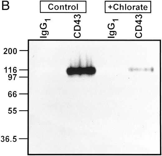 Fig. 5. (A) Autoradiograph of SDS-PAGE analysis of total 35S-SO4–radiolabeled and 35S-methionine/cysteine-radiolabeled protein in the presence (+) or absence (−) of chlorate. Lanes contain equivalent amounts of lysate material obtained from cells cultured at identical density in the presence of respective radiolabels with or without chlorate for the terminal 8 hours of the 24 hours of culture (see text for details). Marked inhibition of sulfation is shown among all sulfated proteins in the presence of chlorate, without significant effects on protein synthesis as shown by equivalent profiles of 35S-methionine/cysteine-radiolabeled proteins. MW markers (in kilodaltons) are shown at the left of the figure. (B) Autoradiograph of SDS-PAGE analysis of 35S-SO4 metabolically radiolabeled CD43 in presence or absence of chlorate. CD43 was immunoprecipitated from lysates representing equivalent numbers of chlorate-treated or control (untreated) KG1a cells that were incubated with 35S-SO4 for the terminal 8 hours of the 24 hours of culture. Immunoprecipitations with anti-CD43 or isotype control MoAbs are as noted above each lane; numbers at left are MW markers in kilodaltons. Markedly diminished levels of 35SO4-labeled CD43 are evident in the chlorate-treated cell population.