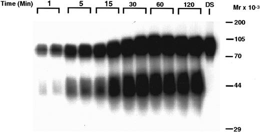 Fig. 4. Time-dependent degradation of 125I-rhTPO by human PRP. PRP was incubated with 125I-rhTPO for 1 to 120 minutes at 37°C. Platelet-associated radioactivity (n = 2 per timepoint) was then analyzed by SDS-PAGE and autoradiography. Nonincubated 125I-rhTPO dosing solution (DS) was also run in the last lane of the gel. Time is indicated on the top of the figure and approximate MW (determined from prestained MW markers) is presented on the right axis.