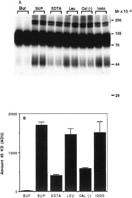 Fig. 6. Proteolysis of 125I-rhTPO by platelet lysates. Platelet lysates were prepared from washed PRP. Aliquots of the lysate were incubated with 125I-rhTPO with or without protease inhibitors at 37°C for 5 hours. Degradation of 125I-rhTPO was analyzed by SDS-PAGE and autoradiography. Approximate MW (determined from prestained MW markers) are listed on right axis (A). A densitometric analysis of the autoradiograph is presented in (B). Buf, buffer; SUP, supernatant; EDTA; Leu, leupeptin; Cal (−), Calpain inhibitor I; iodo, iodoacetic acid.