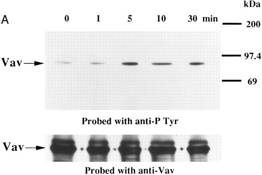 Fig. 1. (A) Tyrosine phosphorylation of Vav in platelets stimulated by thrombopoietin (100 ng/mL). Platelets were lysed by the addition of an equal amount of a buffer containing 2% Triton X-100 before and after exposure to thrombopoietin (100 ng/mL) for various times as indicated. Vav was immunoprecipitated with specific anti-Vav antisera. Immune complexes were resuspended in SDS-sample buffer. Proteins were separated by 10% SDS-PAGE and transferred onto PVDF membranes. Immunoblots were probed with antiphosphotyrosine antibodies and bands were visualized by chemiluminescence (upper panel). The same PVDF membrane used in the upper panel was stripped and reprobed for Vav (lower panel). (B) Collagen- and thrombin-induced tyrosine phosphorylation of Vav in platelets. Platelet suspensions were incubated in the presence of RGDS peptide (200 μg/mL) for 5 minutes. Collagen (10 μg/mL) or thrombin (1 U/mL) was added to the suspension for various times as indicated. Platelets were lysed by the addition of an equal amount of a buffer containing 2% Triton X-100 before and after the addition of collagen or thrombin. Tyrosine phosphorylation of Vav was detected as in (A). (C) Tyrosine phosphorylation of Vav induced by various agonists. Platelet suspensions were incubated in the presence of RGDS peptide (200 μg/mL) for 5 minutes. Thrombin (1 U/mL), U46619 (1 μmol/L), ionomycin (20 nmol/L), PMA (100 nmol/L), or thrombopoietin (TPO, 100 ng/mL) was added to the suspension for 2 minutes. Platelets were lysed by the addition of an equal amount of a buffer containing 2% Triton X-100 and tyrosine phosphorylation of Vav was detected as in (A).