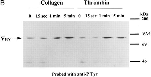 Fig. 1. (A) Tyrosine phosphorylation of Vav in platelets stimulated by thrombopoietin (100 ng/mL). Platelets were lysed by the addition of an equal amount of a buffer containing 2% Triton X-100 before and after exposure to thrombopoietin (100 ng/mL) for various times as indicated. Vav was immunoprecipitated with specific anti-Vav antisera. Immune complexes were resuspended in SDS-sample buffer. Proteins were separated by 10% SDS-PAGE and transferred onto PVDF membranes. Immunoblots were probed with antiphosphotyrosine antibodies and bands were visualized by chemiluminescence (upper panel). The same PVDF membrane used in the upper panel was stripped and reprobed for Vav (lower panel). (B) Collagen- and thrombin-induced tyrosine phosphorylation of Vav in platelets. Platelet suspensions were incubated in the presence of RGDS peptide (200 μg/mL) for 5 minutes. Collagen (10 μg/mL) or thrombin (1 U/mL) was added to the suspension for various times as indicated. Platelets were lysed by the addition of an equal amount of a buffer containing 2% Triton X-100 before and after the addition of collagen or thrombin. Tyrosine phosphorylation of Vav was detected as in (A). (C) Tyrosine phosphorylation of Vav induced by various agonists. Platelet suspensions were incubated in the presence of RGDS peptide (200 μg/mL) for 5 minutes. Thrombin (1 U/mL), U46619 (1 μmol/L), ionomycin (20 nmol/L), PMA (100 nmol/L), or thrombopoietin (TPO, 100 ng/mL) was added to the suspension for 2 minutes. Platelets were lysed by the addition of an equal amount of a buffer containing 2% Triton X-100 and tyrosine phosphorylation of Vav was detected as in (A).