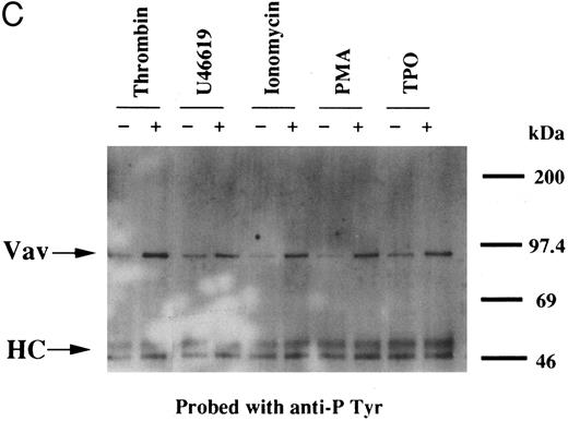 Fig. 1. (A) Tyrosine phosphorylation of Vav in platelets stimulated by thrombopoietin (100 ng/mL). Platelets were lysed by the addition of an equal amount of a buffer containing 2% Triton X-100 before and after exposure to thrombopoietin (100 ng/mL) for various times as indicated. Vav was immunoprecipitated with specific anti-Vav antisera. Immune complexes were resuspended in SDS-sample buffer. Proteins were separated by 10% SDS-PAGE and transferred onto PVDF membranes. Immunoblots were probed with antiphosphotyrosine antibodies and bands were visualized by chemiluminescence (upper panel). The same PVDF membrane used in the upper panel was stripped and reprobed for Vav (lower panel). (B) Collagen- and thrombin-induced tyrosine phosphorylation of Vav in platelets. Platelet suspensions were incubated in the presence of RGDS peptide (200 μg/mL) for 5 minutes. Collagen (10 μg/mL) or thrombin (1 U/mL) was added to the suspension for various times as indicated. Platelets were lysed by the addition of an equal amount of a buffer containing 2% Triton X-100 before and after the addition of collagen or thrombin. Tyrosine phosphorylation of Vav was detected as in (A). (C) Tyrosine phosphorylation of Vav induced by various agonists. Platelet suspensions were incubated in the presence of RGDS peptide (200 μg/mL) for 5 minutes. Thrombin (1 U/mL), U46619 (1 μmol/L), ionomycin (20 nmol/L), PMA (100 nmol/L), or thrombopoietin (TPO, 100 ng/mL) was added to the suspension for 2 minutes. Platelets were lysed by the addition of an equal amount of a buffer containing 2% Triton X-100 and tyrosine phosphorylation of Vav was detected as in (A).