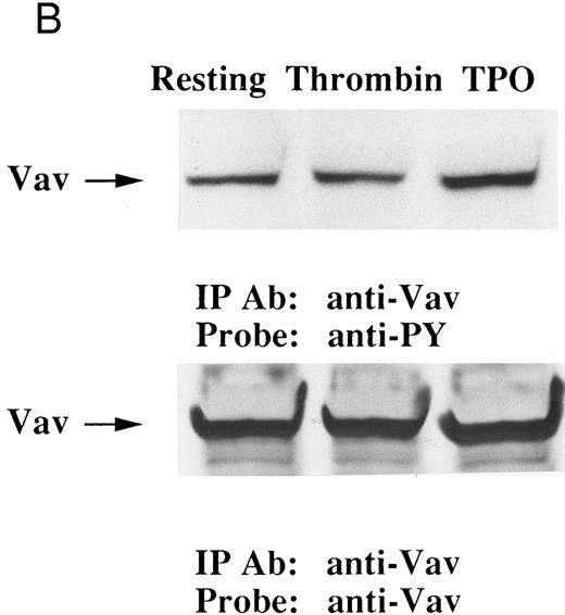 Fig. 2. (A) Thrombopoietin does not induce phosphorylation of pleckstrin or myosin light chain. 32Pi-loaded platelets were stimulated with either thrombopoietin (100 ng/mL) or thrombin (1 U/mL). Whole cell lysates were separated by SDS-PAGE (7.5% to 15% gel). Gels were dried and autoradiographed. Lanes 1 and 6, resting platelets; lanes 2 to 5, 15 seconds, 1 minute, 5 minutes, 10 minutes after addition of thrombopoietin (100 ng/mL); lanes 7 to 9, 15 seconds, 1 minute, 2 minutes after addition of thrombin (1 U/mL). The upper arrow indicates the relative position of pleckstrin; the lower arrow, myosin light chain. (B) Effects of BAPTA-AM and Ro 31-8220 on tyrosine phosphorylation of Vav induced by thrombin or thrombopoietin. Platelets were preincubated with BAPTA-AM (40 μmol/L) and Ro-31-8220 (10 μmol/L) in the presence of 1 mmol/L EGTA for 15 minutes. After the incubation, thrombin (1 U/mL, lane 2) or thrombopoietin (100 ng/mL, lane 3) was added to the platelet suspension. After 10 minutes, platelets were lysed by the addition of an equal amount of a buffer containing 2% Triton X-100. Tyrosine phosphorylation of Vav was detected as in Fig 1 (upper panel). The same PVDF membrane used in the upper panel was stripped and reprobed for Vav (lower panel).