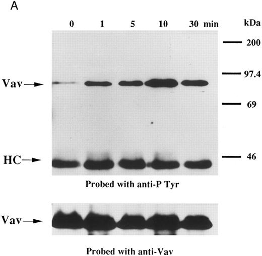 Fig. 3. Tyrosine phosphorylation of Vav in FDCP-hMpl5 cells. (A) Thrombopoietin-induced tyrosine phosphorylation of Vav in FDCP-hMpl5 cells. FDCP-hMpl5 cells (107 cells/mL in PBS, pH 7.4) were lysed by the addition of an equal amount of a buffer containing 2% Triton X-100 before and after exposure to thrombopoietin (100 ng/mL) for various times as indicated. Vav was immunoprecipitated with specific Vav antisera. Immune complexes were resuspended in SDS-sample buffer. Tyrosine phosphorylation of Vav was detected as described in the legend to Fig 1. (B and C) PMA or ionomycin failed to induce tyrosine phosphorylation of Vav. FDCP-hMpl5 lysates were made as described in (A), except PMA (100 nmol/L) (B) or ionomycin (20 nmol/L) (C) was used as a stimulant where indicated.