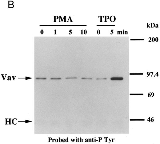 Fig. 3. Tyrosine phosphorylation of Vav in FDCP-hMpl5 cells. (A) Thrombopoietin-induced tyrosine phosphorylation of Vav in FDCP-hMpl5 cells. FDCP-hMpl5 cells (107 cells/mL in PBS, pH 7.4) were lysed by the addition of an equal amount of a buffer containing 2% Triton X-100 before and after exposure to thrombopoietin (100 ng/mL) for various times as indicated. Vav was immunoprecipitated with specific Vav antisera. Immune complexes were resuspended in SDS-sample buffer. Tyrosine phosphorylation of Vav was detected as described in the legend to Fig 1. (B and C) PMA or ionomycin failed to induce tyrosine phosphorylation of Vav. FDCP-hMpl5 lysates were made as described in (A), except PMA (100 nmol/L) (B) or ionomycin (20 nmol/L) (C) was used as a stimulant where indicated.