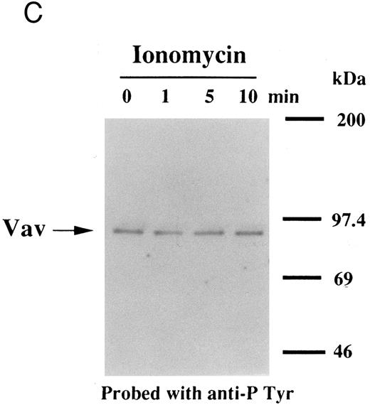 Fig. 3. Tyrosine phosphorylation of Vav in FDCP-hMpl5 cells. (A) Thrombopoietin-induced tyrosine phosphorylation of Vav in FDCP-hMpl5 cells. FDCP-hMpl5 cells (107 cells/mL in PBS, pH 7.4) were lysed by the addition of an equal amount of a buffer containing 2% Triton X-100 before and after exposure to thrombopoietin (100 ng/mL) for various times as indicated. Vav was immunoprecipitated with specific Vav antisera. Immune complexes were resuspended in SDS-sample buffer. Tyrosine phosphorylation of Vav was detected as described in the legend to Fig 1. (B and C) PMA or ionomycin failed to induce tyrosine phosphorylation of Vav. FDCP-hMpl5 lysates were made as described in (A), except PMA (100 nmol/L) (B) or ionomycin (20 nmol/L) (C) was used as a stimulant where indicated.