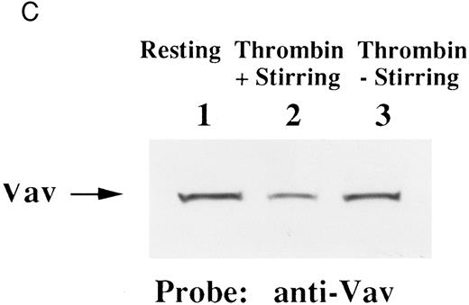 Fig. 4. Association of Vav and GPIIb α with the Triton X-100 insoluble residue (A) and its cleavage in platelets (B and C). (A) Platelets were lysed with Triton X-100-EGTA buffer before or after stimulation with thrombin (1 U/mL) with or without stirring. Lysates were separated into soluble and insoluble residue. Proteins from each fractions were separated by 10% SDS-PAGE and immunoblotted with Vav antisera (lower panel) or an anti-GPIIbα monoclonal antibody (AP4) (upper panel). Lane 1, Triton X-100 soluble residue of resting cells (7.5 × 106 cells); lane 2, Triton X-100 insoluble residue of resting cells (3.0 × 107 cells); lanes 3 to 6, Triton X-100 insoluble residue from 3.0 × 107 cells, 15 seconds, 1 minute, 5 minutes, and 10 minutes after exposure to thrombin (1 U/mL) with stirring; lane 7, Triton X-100 insoluble residue of cells (3.0 × 107 cells) stimulated for 10 minutes with thrombin without stirring. (B) Cleavage of calpain (upper panel) and Vav (lower panel). Cleavage of the 80-kD subunit of μ-calpain in human platelets. Platelets were incubated with either calpeptin or DMSO (vehicle of calpeptin, final 0.1%) for 5 minutes. Platelets were then treated with A23187 (1 μmol/L, for 5 minutes), or dibucaine (1 mmol/L, for 15 minutes) in the presence of 1 mmol/L CaCl2 or 5 mmol/L EGTA. Whole platelet lysates (1.5 × 107 cells/lane) were analyzed by 10% SDS-PAGE. Separated proteins were electrophoretically transferred from the gel onto nitrocellulose membranes. Calpain (upper panel) or Vav (lower panel) was detected by immunoblotting with specific monoclonal antibodies. The arrow indicates the relative position of the intact 80-kD subunit of μ-calpain (upper panel) or Vav (lower panel). Lane 1, control, DMSO (final 0.2%) + 1 mmol/L CaCl2; lane 2, A23187 (1 μmol/L, for 5 minutes) + 1 mmol/L CaCl2; lane 3, A23187 (1 μmol/L, for 5 minutes) + 5 mmol/L EGTA; lane 4, A23187 (1 μmol/L, for 5 minutes) + 1 mmol/L CaCl2 + calpeptin (20 μmol/L); lane 5, dibucaine (1 mmol/L, for 15 minutes) + 1 mmol/L CaCl2; lane 6, dibucaine (1 mmol/L, for 15 minutes) + 5 mmol/L EGTA; lane 7, dibucaine (1 mmol/L, for 15 minutes) + 1 mmol/L CaCl2 + calpeptin (20 μmol/L). (C) Cleavage of Vav during platelet aggregation. Platelets were stimulated with thrombin (1 U/mL) for 30 minutes with or with stirring. After the addition of EGTA (final, 5 mmol/L) and EDTA (final, 5 mmol/L), platelets were lysed by boiling in SDS sample buffer. Vav was detected by immunoblotting as described as above. Lane 1, resting; lane 2, thrombin stimulation for 30 minutes with stirring; lane 3, thrombin stimulation for 30 minutes without stirring.