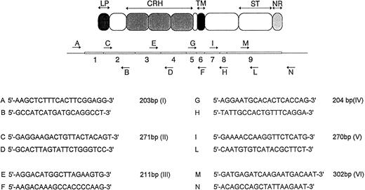 Fig. 1. Schematic representation (not to scale) of the approach used for PCR amplification of the human Fas gene. The exon organization of the cDNA and the relationship of the exons to the domain structure of the protein are indicated. LP, leader peptide; CRH, cystein-rich subdomains; TM, transmembrane domain; ST, apoptotic signal transduction domain; NR, negative regulatory domain. (Below) PCR primers used for amplification of the Fas gene and the relative length of PCR products. Primers were designed according to the cDNA sequence reported by Itoh et al.4