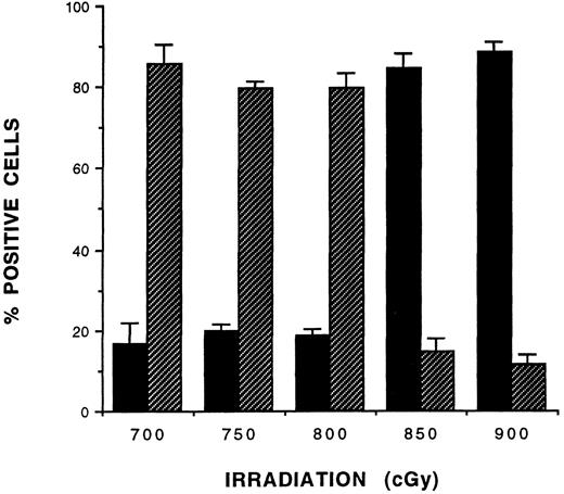 Fig. 1. Radiation dose titration of the haploidentical strain combination (B6D2)F1 → (B6CB)F1 . (B6CB)F1 mice (n = 3 to 5; body weight, 25 to 29 g) were irradiated with the indicated γ-ray dose and received a transplant of allogeneic (B6D2)F1 ATBM (107 cells) on day 0. Splenocytes from recipients were analyzed for donor chimerism on day 30 post-BMT by two-color immunofluorescence flow cytometry with FITC-anti-H2Kk and PE-anti-H2Kd MoAb. The data ±SD shown are from one experiment representative of two performed with this strain combination. (▪) Donor; (▨) host.