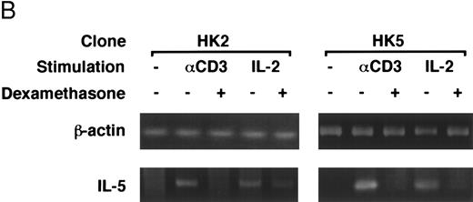 Fig. 4. Dexamethasone suppressed IL-5 gene expression of human T-cell clones stimulated via TCR and IL-2R. (A) T-cell clone (YA5, 2 × 106/well) was cultured in 24-well culture plates for the designated time periods. Some wells were pretreated with OKT3 MoAb (10 μg/mL), as indicated. rIL-2 (100 U/mL) was added to the designated wells. Dexamethasone (100 nmol/L) was included throughout the culture period in some wells, as indicated. Cells were harvested after 0, 4, 8, and 16 hours. Total RNA was then extracted, reverse transcribed, and amplified by PCR. The 279- and 1,128-bp products correspond with the expected size of IL-5 and β-actin amplification products, respectively. (B) T-cell clone (HK2 and HK5) was stimulated for 8 hours.