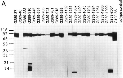 Fig. 1. Western blot analyses of G289 MoAb clones. Total cell lysates from the E2A/pbx1 carrying line 697 (A) and the Burkitt's lymphoma cell line Namalwa (B) were resolved on 4% to 20% SDS-PAGE and transferred to Immobilon-P membrane. Individual membrane strips were probed with various G289 clones, an E2A-specific G193-86 clone, and an isotype control MoAb using enhanced chemoluminescence.