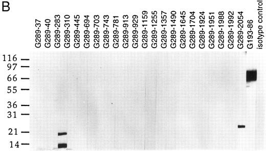 Fig. 1. Western blot analyses of G289 MoAb clones. Total cell lysates from the E2A/pbx1 carrying line 697 (A) and the Burkitt's lymphoma cell line Namalwa (B) were resolved on 4% to 20% SDS-PAGE and transferred to Immobilon-P membrane. Individual membrane strips were probed with various G289 clones, an E2A-specific G193-86 clone, and an isotype control MoAb using enhanced chemoluminescence.