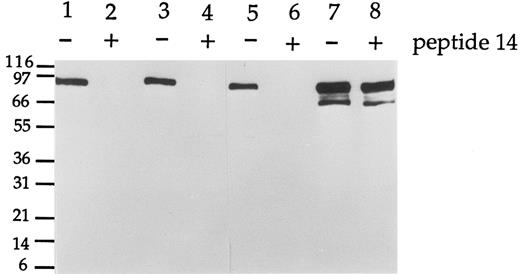 Fig. 2. Peptide 14 blocks the reactivity of G289 MoAbs against E2A/pbx1. Total cell lysate of the 697 line was resolved by SDS-PAGE, transferred to Immobilon-P membrane, and incubated with antibodies G289-781 (lanes 1 and 2), G289-929 (lanes 3 and 4), and G289-1951 (lanes 5 and 6) with (+) or without (−) the peptide 14 added. An E2A-specific antibody G193-86 was used (lanes 7 and 8) as control. Each lane represented the equivalent of 2 × 105 cells. The E2A/pbx1 and E2A signals were detected by enhanced chemiluminescence.
