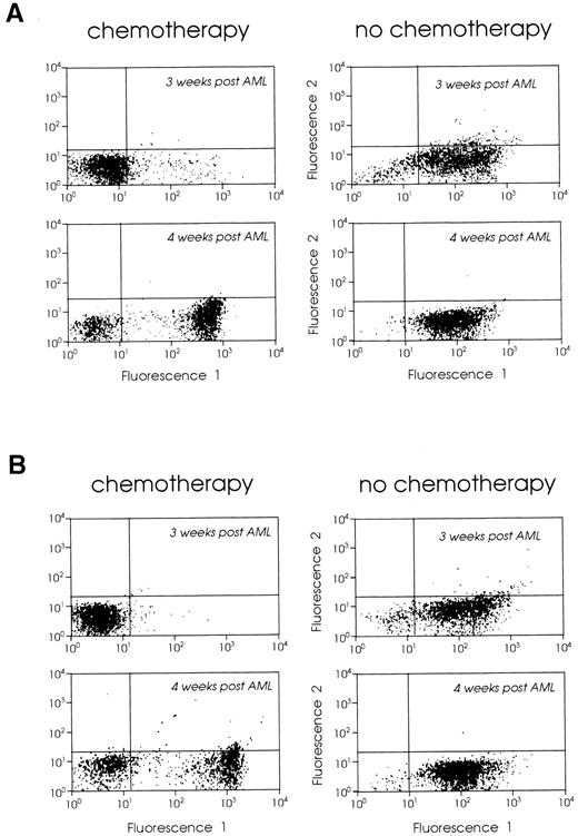 Fig. 5. FACScan analysis of (A) bone marrow and (B) spleen cells from leukemic SJL/J mice with chemotherapy (left panels) or without chemotherapy (right panels). SJL/J mice were injected with 105 AML cells and treated with chemotherapy on days 7, 10, and 14 (protocol I). One or 2 weeks after chemotherapy (3 or 4 weeks after leukemia inoculation), bone marrow and spleen cells were stained with Gr-1 MoAb or control Ig. A total of 5,000 cells were analyzed by FACS for each sample.