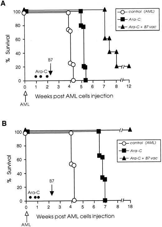 Fig. 6. Cytoreductive treatment improves the vaccination potential of B7-AML cells. SJL/J mice were injected intravenously with 105 wild-type AML cells (open arrow) and then divided into three different groups. One group (○) received no further treatment. A second group (▪) was treated with Ara-C (•) on days 7, 10, and 14 (protocol I) or 3, 6, and 8 (protocol II), as described in Materials and Methods, but was not vaccinated. A third group of leukemic mice (▴) was treated with Ara-C, and on day 16 (black arrow) was vaccinated with 105 irradiated B7-AML cells. Graph A illustrates the survival of mice treated with protocol I and graph B illustrates the survival of mice treated with protocol II. Each experimental and control group included 8 to 10 mice.
