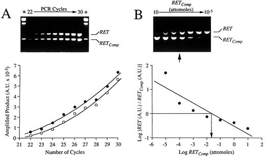Fig. 1. Validation of competitive RT-PCR strategy by use of a nonhomologous DNA fragment (RETComp ) engineered to contain specific RET primer templates. (A) Kinetics of amplification of RET cDNA and RETComp fragments. Fixed amounts (0.1 attomoles) of RET cDNA and RETComp fragments were amplified in a single reaction tube with specific RET primers. After 22 amplification cycles and after each of 8 additional cycles, a small aliquot of the reaction mixture was removed and the products were resolved on agarose gel (upper panel). The relative intensities of the bands corresponding to RET cDNA (790 bp) and RETComp (597 bp) -amplified products were quantified by computer imaging. The amount of specific amplified products for RET cDNA (○) and RETComp (•), expressed in AU, was plotted as a function of the number of cycles (lower panel). (B) Determination of relative levels of RET mRNA in THP-1 cells by competitive RT-PCR. Ten-fold serial dilutions (10 to 1 × 10−5 attomoles) of RETComp were amplified with RET primers together with constant aliquots of cDNA from the THP-1 cell line. After 35 cycles, amplified products were resolved on agarose gel (upper panel). Relative intensities of the bands were densitometrically determined and the logarithm of their ratios was plotted as a function of the logarithm of the amount of RETComp added (lower panel). The equivalence point (arrow) was inferred between 10−1 and 10−2 attomoles.