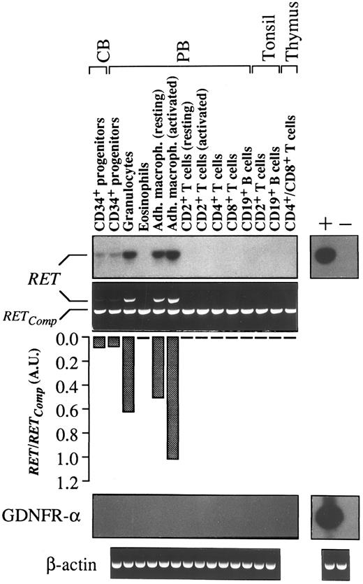 Fig. 2. Constitutive expression of RET transcripts (semiquantitative RT-PCR) and GDNFR-α (RT-PCR) in normal lymphohematopoietic cells. Cell fractions were isolated to purity by discontinuous gradient centrifugation and/or immunomagnetic selection. Peripheral T cells were activated with 10 ng/mL TPA plus 1.0 μg/mL of ionomycin A for 72 hours. Adherent macrophages (Adh. macroph.) were activated with 100 ng/mL of GM-CSF for 12 hours. In all cases, 1 μg of total RNA was reverse-transcribed in a 20-μL reaction mix containing hexadeoxyribonucleotides random primers. Four microliters was amplified with primers specific for RET and GDNFR-α. In the case of RET, amplification was performed in the presence of a constant amount (10−3 attomoles) of RETComp fragment. After 35 cycles of amplification, 15 μL of PCR products was resolved on 1.5% agarose gel, blotted, and hybridized with specific RET and GDNFR-α oligoprobes. For semiquantitative evaluation of RET transcripts, ratios of the relative intensities of bands corresponding to RET cDNA (790 bp) and RETComp (597 bp) -amplified products were quantified by computer imaging of gel, expressed in AU, and graphed. An adult human brain substantia nigra cDNA and cDNA derived from the MN-60 cell line were respectively used as positive (+) and negative (−) controls for RET and GDNFR-α expression. cDNAs were always tested with β-actin–specific primers.